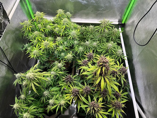 Growreport Bild 3
