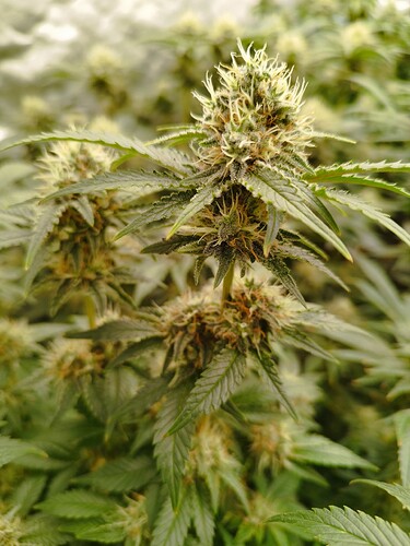 Growreport Bild 2