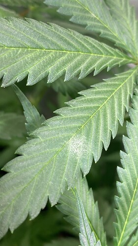 Growreport Bild 1