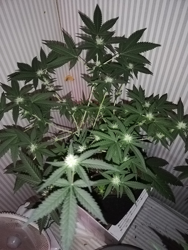Growreport Bild 6