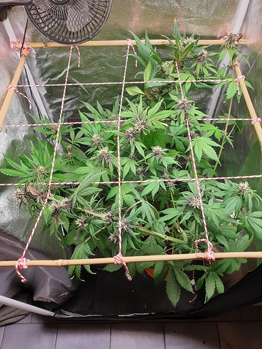 Growreport Bild 2