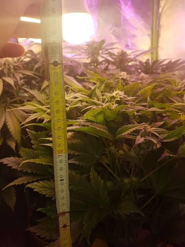 Growreport Bild 5