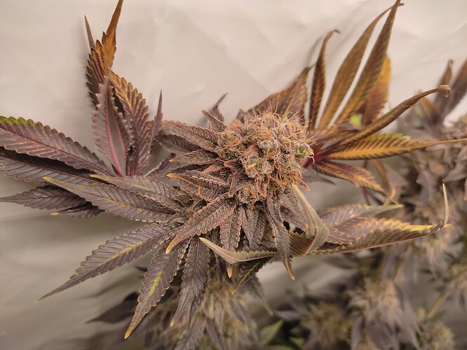 Growreport Bild 8