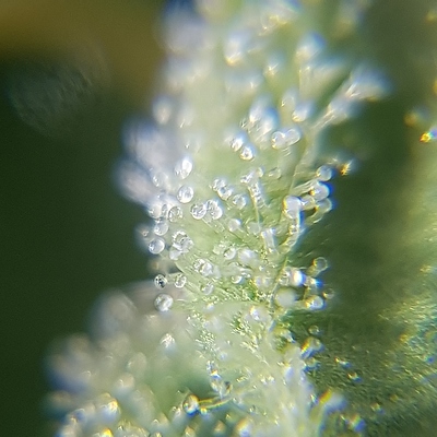 Growreport Bild 5