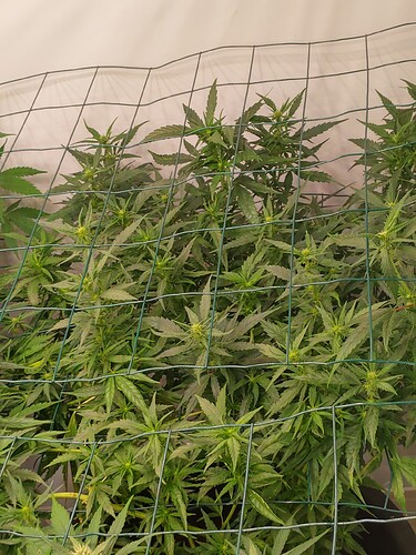 Growreport Bild 15