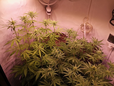 Growreport Bild 10