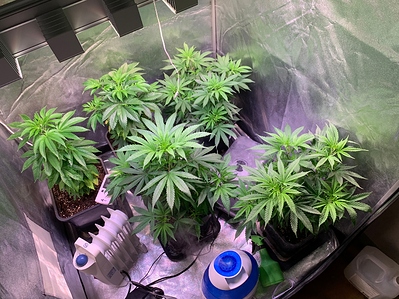 Growreport Bild 6