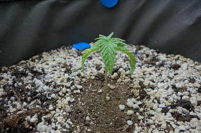 Ein junger Cannabiskeimling mit zwei Keimblättern und den ersten echten Blättern, der aus Erde wächst.