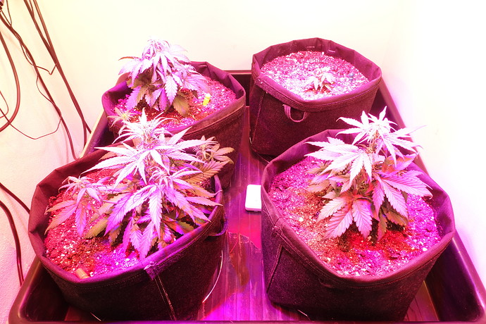 Growreport Bild 13