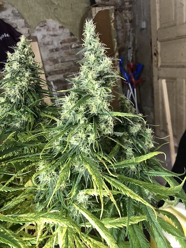 Growreport Bild 7