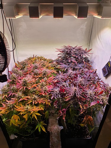 Growreport Bild 1