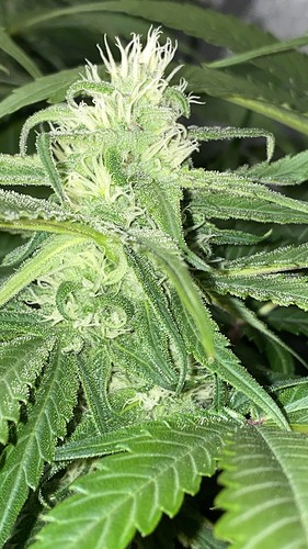 Growreport Bild 31