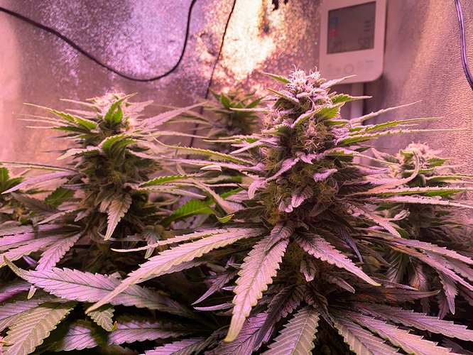 Growreport Bild 17
