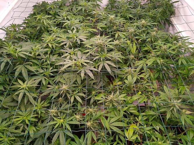 Growreport Bild 9