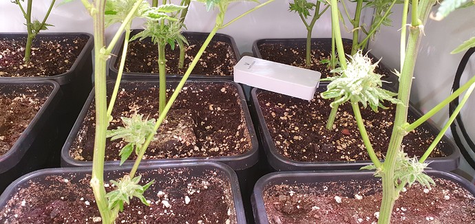 Growreport Bild 3