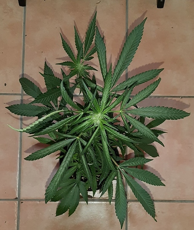 Growreport Bild 3