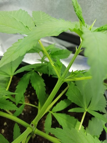 Growreport Bild 3