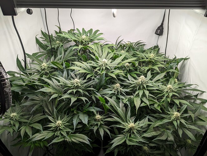 Growreport Bild 6