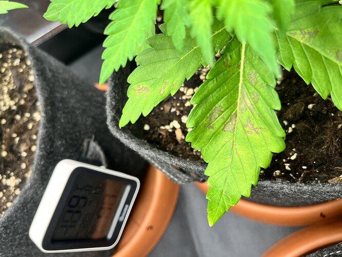 Growreport Bild 2