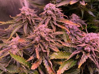 Growreport Bild 24