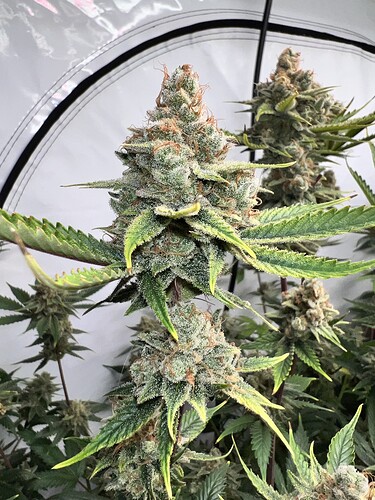 Growreport Bild 2