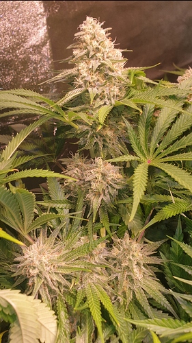Growreport Bild 3