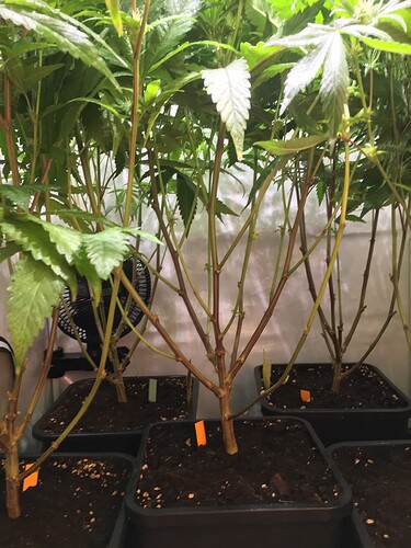 Growreport Bild 4