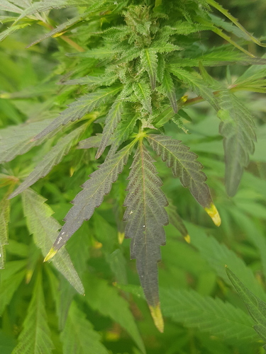 Growreport Bild 16
