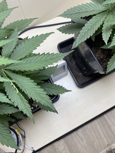Growreport Bild 15