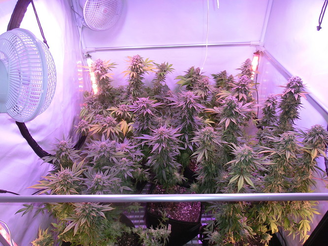 Growreport Bild 1