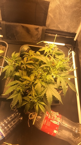 Growreport Bild 1
