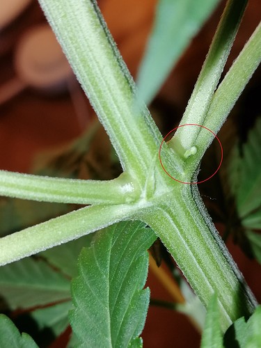 Growreport Bild 2