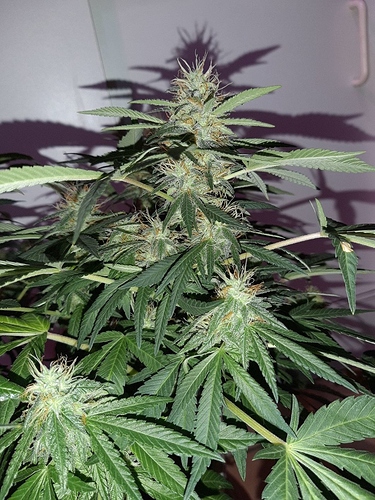 Growreport Bild 9
