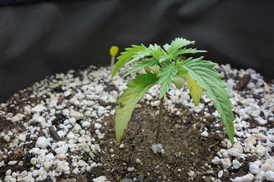 Ein junger Cannabis-Keimling mit zwei Keimblättern und den ersten echten Blättern, der in einem Substrat aus Erde und Perlit wächst. Im Hintergrund ist ein weiteres, kleineres Keimblatt zu sehen.