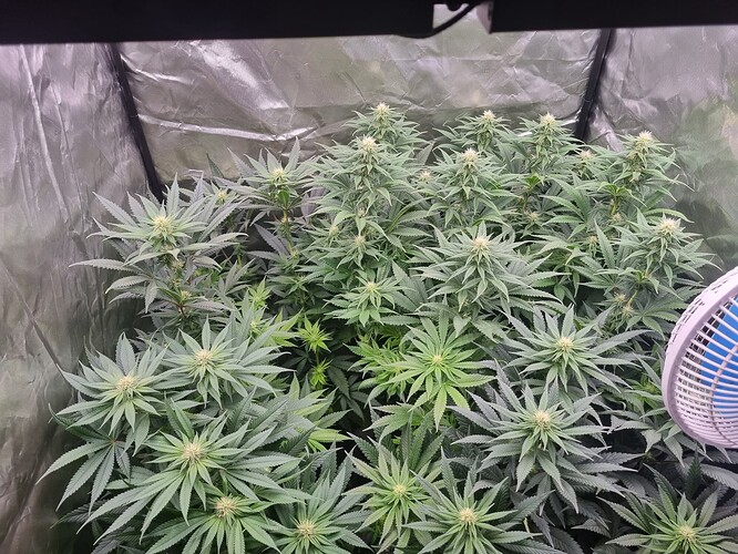 Growreport Bild 41