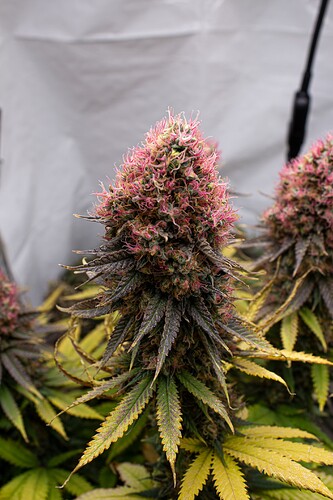 Growreport Bild 8