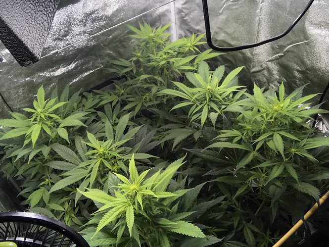 Growreport Bild 9