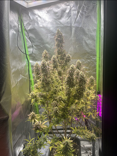 Growreport Bild 25