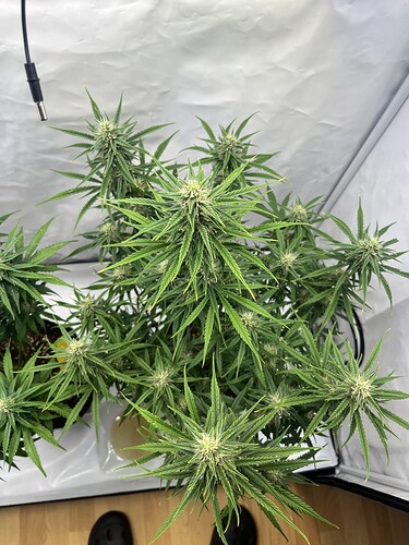 Growreport Bild 14