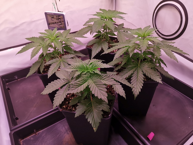 Growreport Bild 1