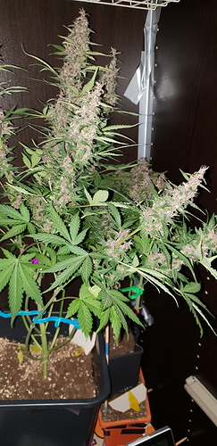 Growreport Bild 1