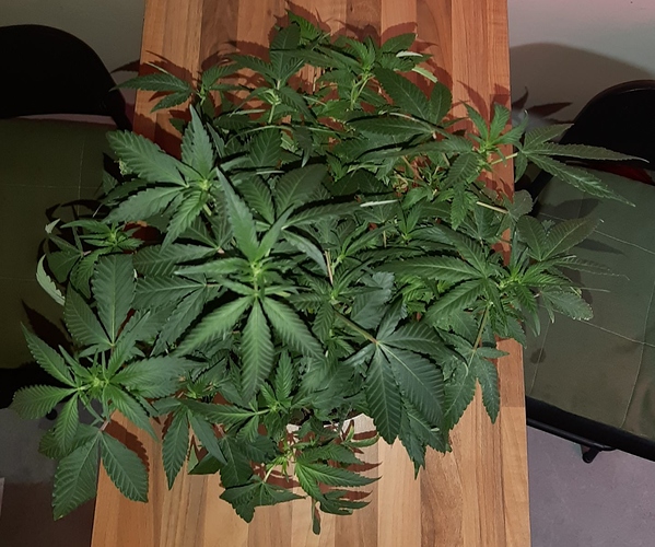 Growreport Bild 8