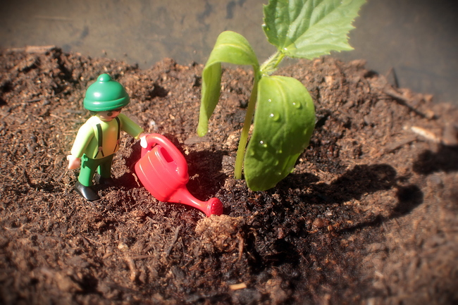 Growreport Bild 3