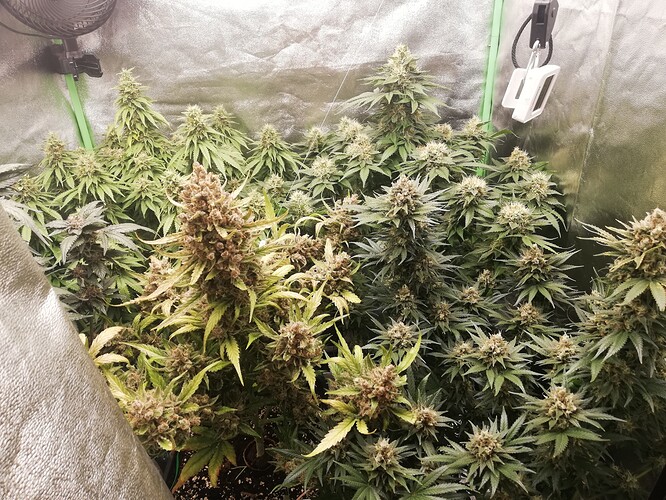Growreport Bild 4