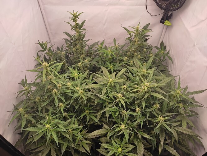 Growreport Bild 3
