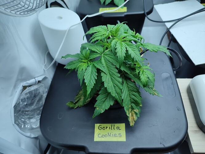 Growreport Bild 3