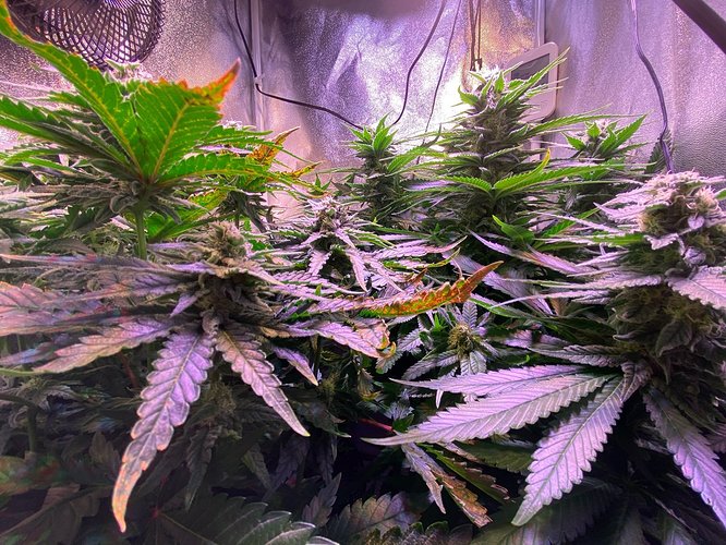 Growreport Bild 4