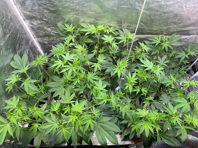 Growreport Bild 17