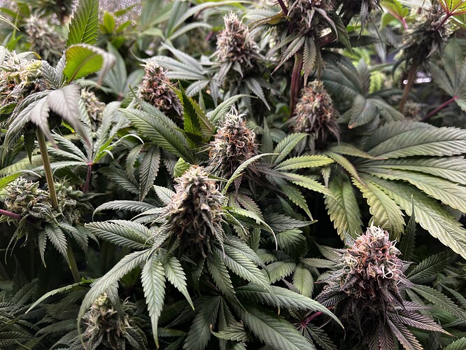 Growreport Bild 3
