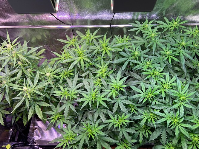Growreport Bild 2